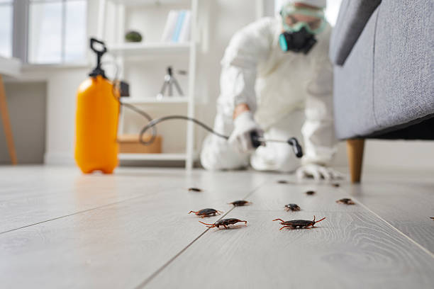 Post-Treatment Bed Bug Interceptor Monitoring in Val Verde